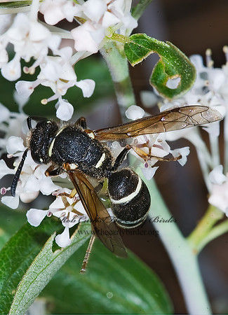 Euodynerus leucomelas 7010285z