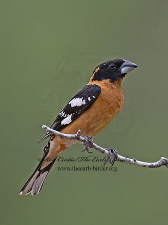 Pheucticus melanocephalus  BLACK-HEADED GROSBEAK 3037042z