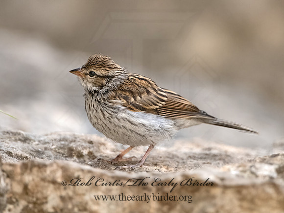 Spizella passerina  CHIPPING SPARROW 3035461z