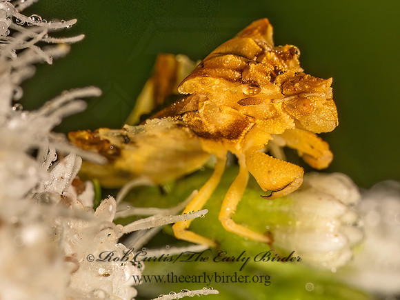 Phymata fasciata AMBUSH BUG 9083322z