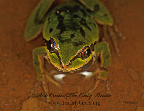Pseudacris regilla  PACIFIC TREE FROG 149336 z