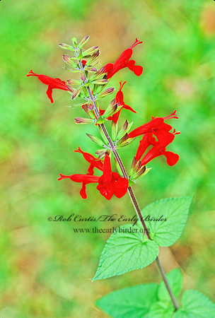 Salvia coccinea  TROPICAL SAGE 165436z