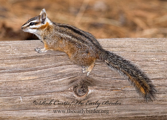 Neotamias dorsalis  CLIFF CHIPMUNK 6026982z