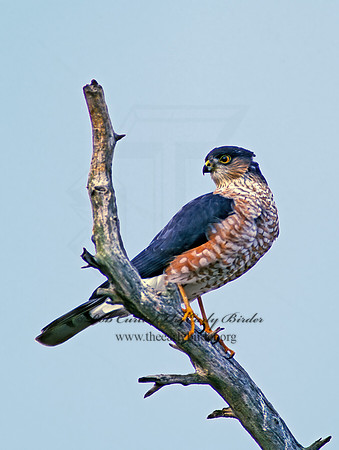 Accipiter striatus  SHARP-SHINNED HAWK  184009z