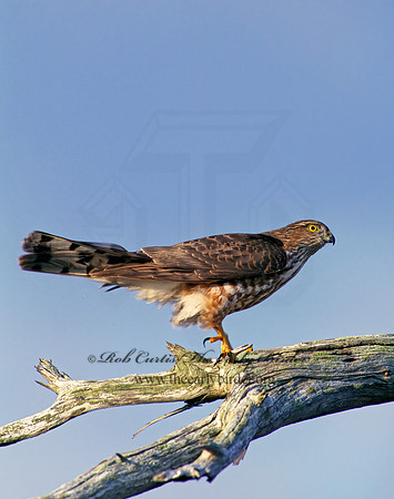 Accipiter striatus  SHARP-SHINNED HAWK  183108z