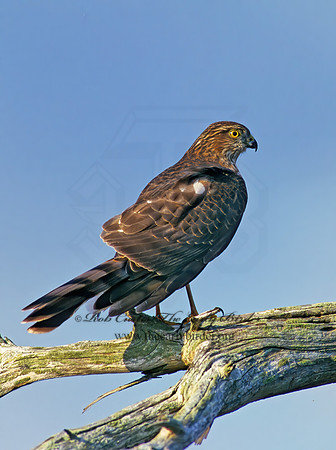 Accipiter striatus  SHARP-SHINNED HAWK  183102z