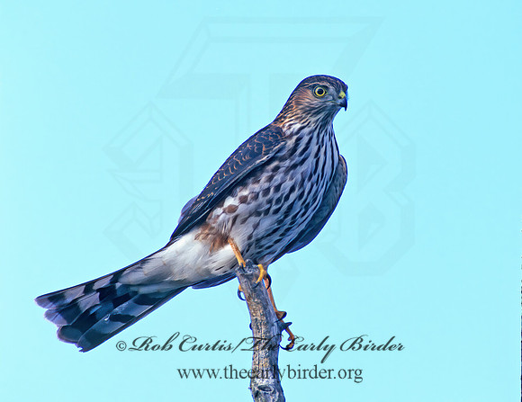 Accipiter striatus  SHARP-SHINNED HAWK  183209z