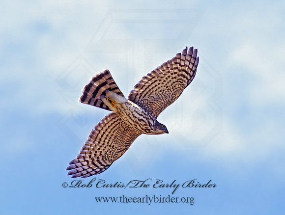 Accipiter striatus  SHARP-SHINNED HAWK  180832z