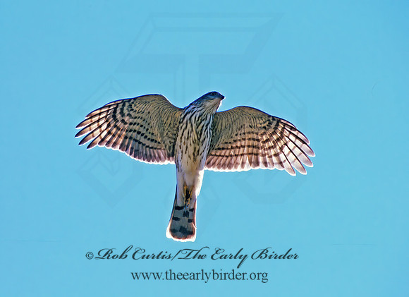 Accipiter striatus  SHARP-SHINNED HAWK  181006z