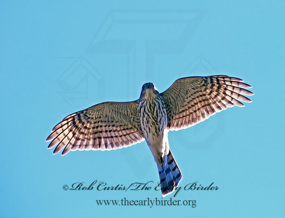 Accipiter striatus  SHARP-SHINNED HAWK  181009z