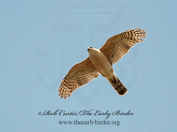 Accipiter striatus  SHARP-SHINNED HAWK  8030809z