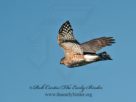 Accipiter striatus  SHARP-SHINNED HAWK  8033350z