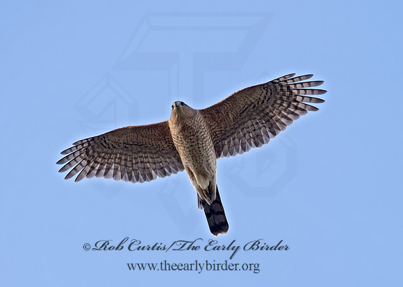Accipiter striatus  SHARP-SHINNED HAWK 9065308z