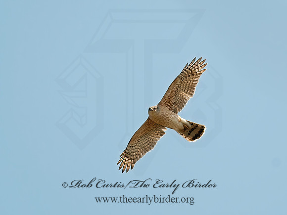 Accipiter striatus  SHARP-SHINNED HAWK  8030806z