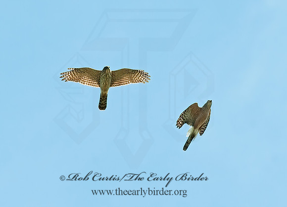 Accipiter striatus  SHARP-SHINNED HAWK  8025438z