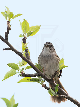 Melospiza georgiana  SWAMP SPARROW 9042940z