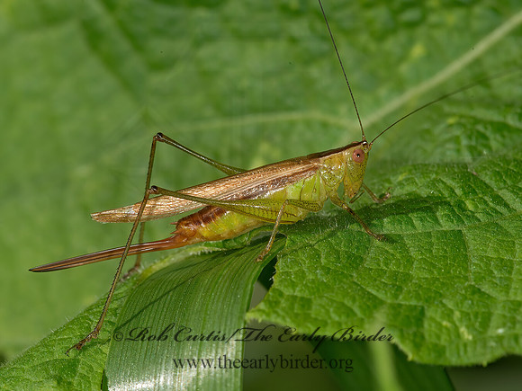 Conocephalus brevipennis  SHORT-WINGED MEADOW KATYDID 9041222z