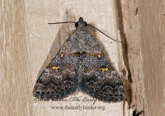 Tetanolita sp LITTER MOTH 6024376z