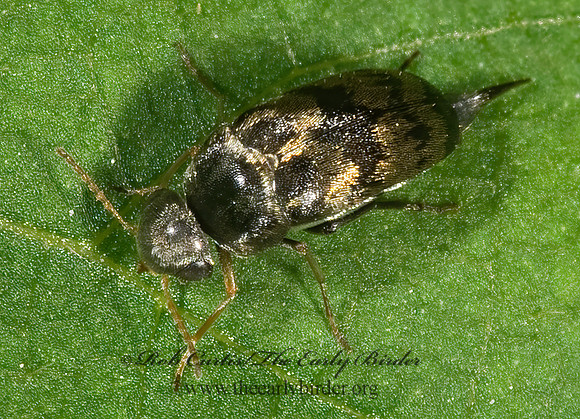 Paramordellaria triloba 8006823z