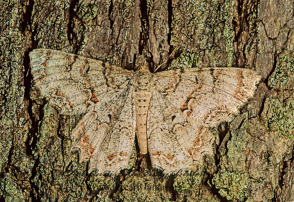 Epimecis horataria TULIP TREE BEAUTY 48015z