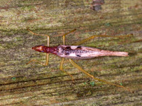 Neoxabea bipunctata  2-SPOTTED TREE CRICKET 6010839z