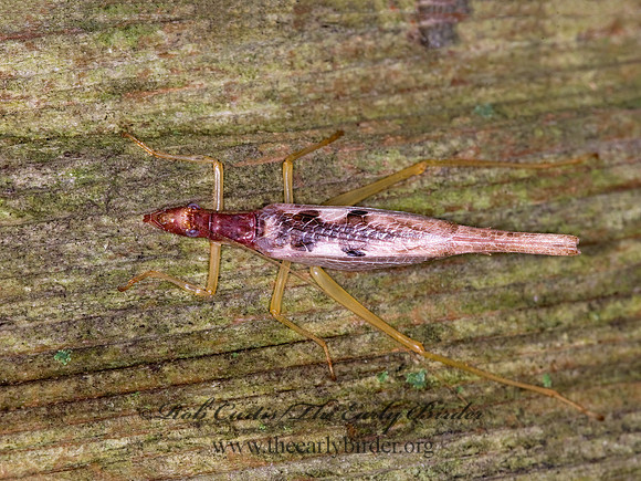 Neoxabea bipunctata  2-SPOTTED TREE CRICKET 6010839z
