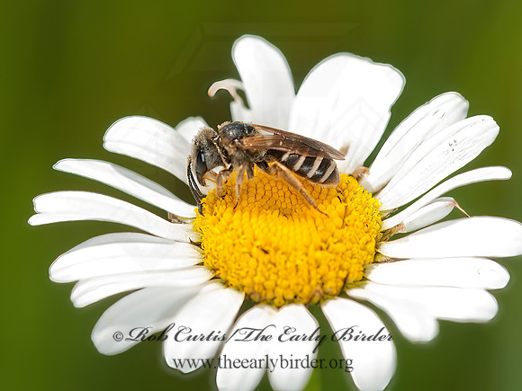Halictus ligatus  LIGATED FURROW BEE 3013803 z