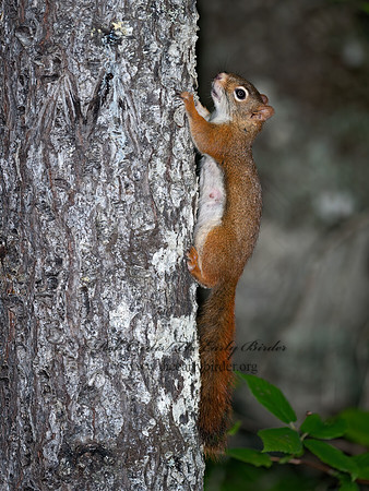 Tamiasciurus hudsonicus  AMERICAN RED SQUIRREL 8034974z