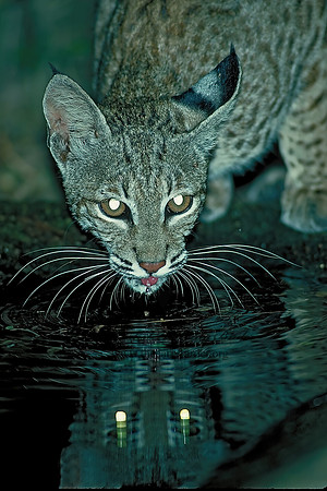Lynx rufus  BOBCAT 91217z