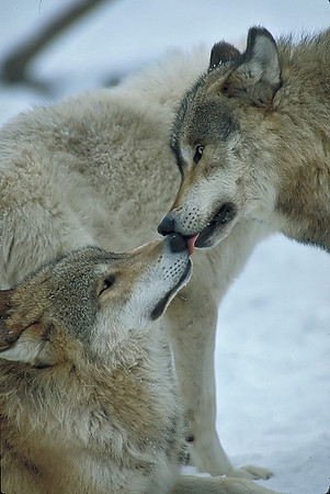 Canis lupus  GRAY WOLF 84506 Wolf Kiss