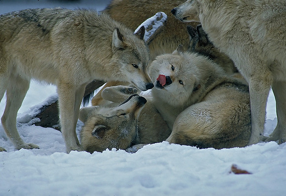 Canis lupus  GRAY WOLF 100209