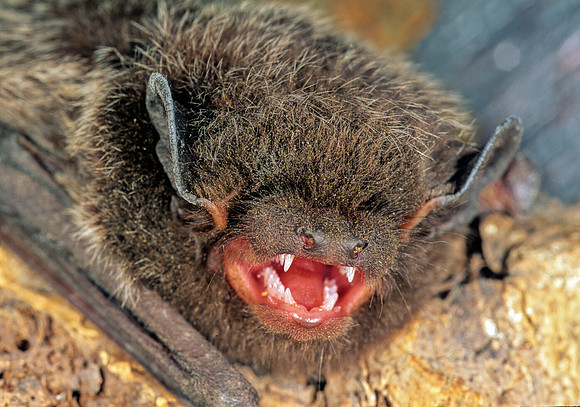 Lasionycteris noctivagans = SILVER-HAIRED BAT 179309