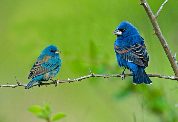 Guiraca caerulea  BLUE GROSBEAK 7002307 (1)