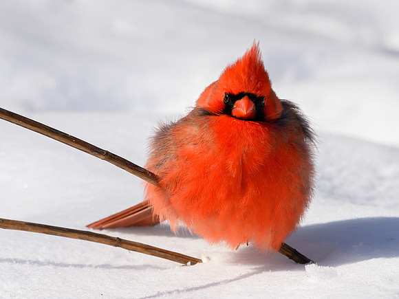 Cardinalis cardinalis  NORTHERN CARDINAL 1300947