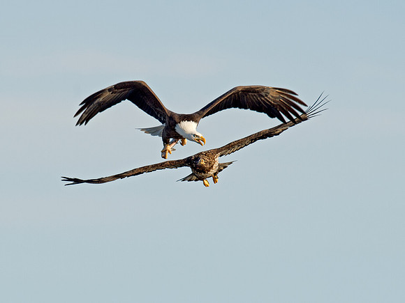 Haliaeetus leucocephalus  BALD EAGLE 9018405