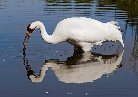 Grus americana  WHOOPING CRANE 8018845