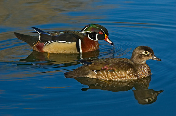 Aix sponsa  WOOD DUCK 5004950 pr