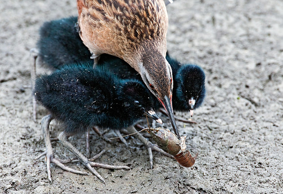Rallus limicola  VIRGINIA RAIL 3003337