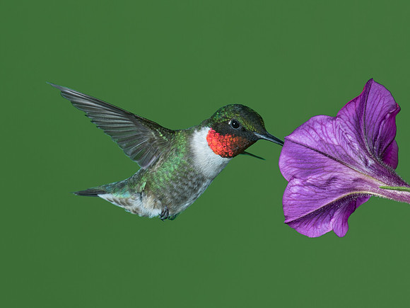 Archilochus colubris  RUBY-THROATED HUMMINGBIRD 9023764