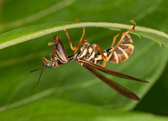 Climaciella brunnea  WASP MANTISFLY 3015883