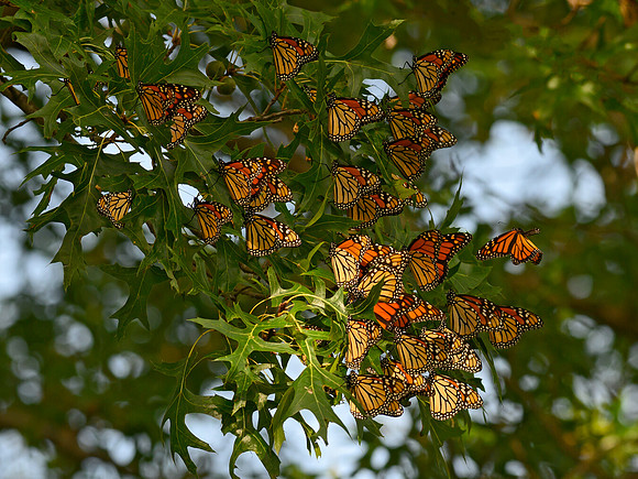 Danaus plexippus  MONARCH 1306230