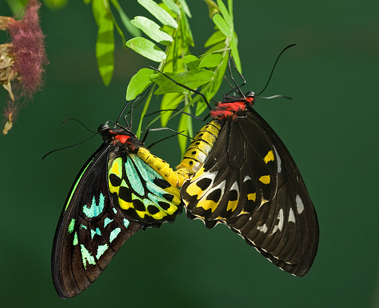 Ornithoptera euphorion  CAIRN'S BIRDWING 8009031