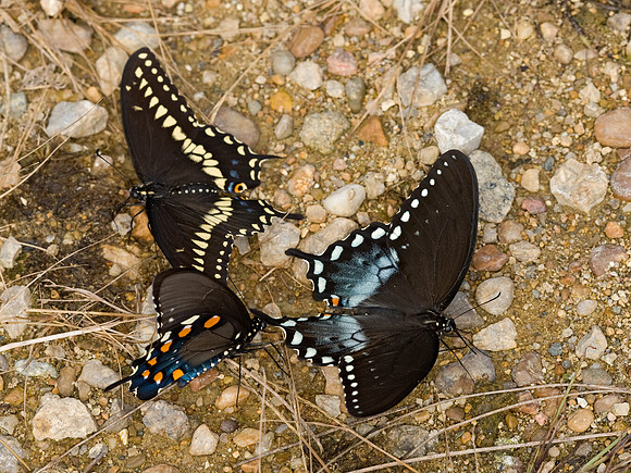 Papilio polyxenes & troilus & philenor 8017337