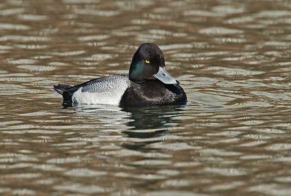 Aythya affinis  LESSER SCAUP 7001324