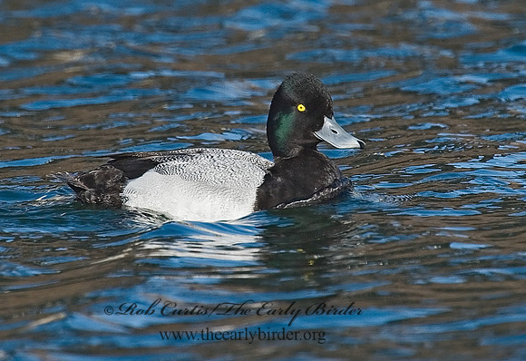 Aythya affinis  LESSER SCAUP 7001189