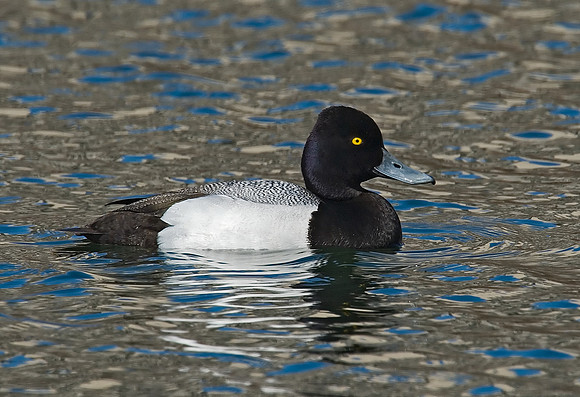Aythya affinis  LESSER SCAUP 7001362
