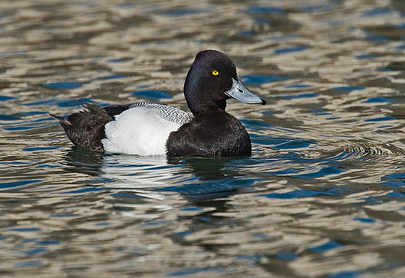 Aythya affinis  LESSER SCAUP 7001372