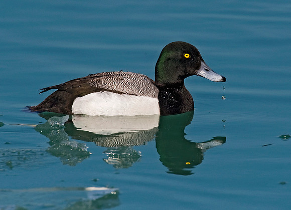Aythya affinis  LESSER SCAUP 8013204