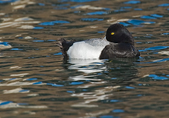 Aythya affinis  LESSER SCAUP 7001199