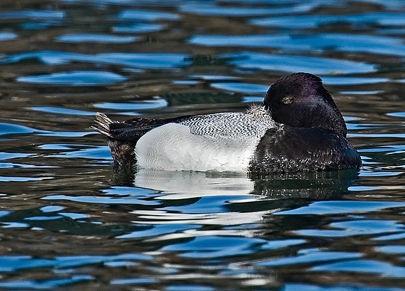 Aythya affinis  LESSER SCAUP 7001249
